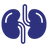 Kidney Function Support